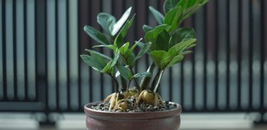Zamioculcas im Topf mit Rhizomen 