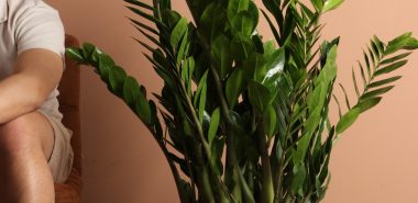 hohe Zamioculcas als Hingucker im Raum 