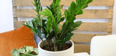 Zamioculcas auf einem kleinen Tisch zu Hause