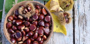 Esskastanien im Freien erkennen und sammeln 