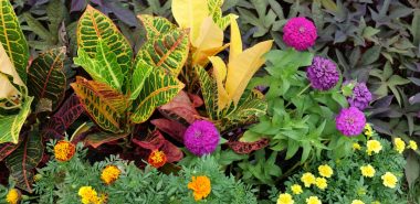 Blick auf blühende Herbstblumen im Garten 