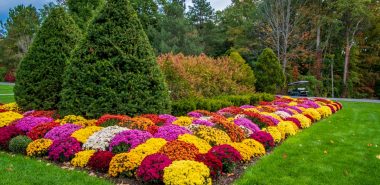 blühende Herbstblumen - schöne Chrysanthemen im Park
