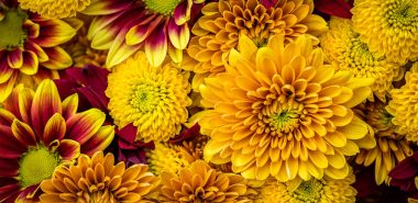 sonnengelbe Blüten - schön blühende Herbstblumen 