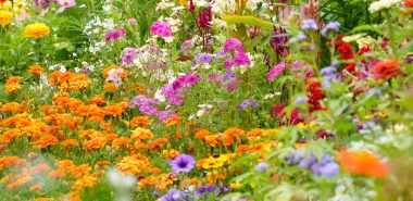 bunt blühende Herbstblumen im Garten