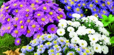 schöne Chrysanthemen in weiß, violett und blau 