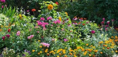 bunt blühende Herbstblumen nachen den Garten im September aus 