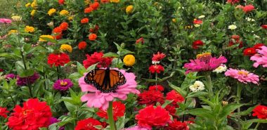 Blumengarten im herbst - Schmetterling auf einer Zinnie
