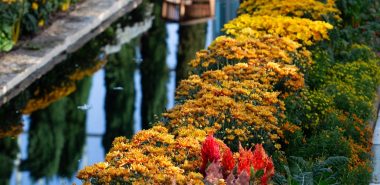 Chrysantemen, Herbstastern und Zinnien im Garten