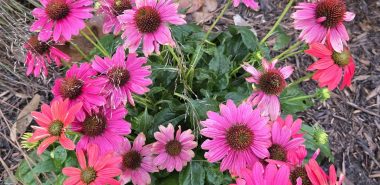 schön blühende Herbstblumen ziehen Insekte an 