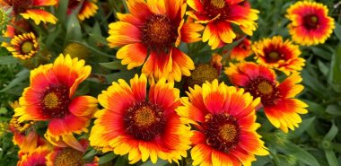 zweifarbige Zinnien sind auffällig 