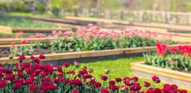 dunkelrote Blüten im Blumenbeet