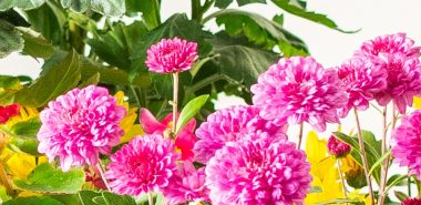 rosafarbene Chrysanthemen als Hingucker