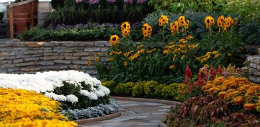 schön blühende Herbstblumen - im Hintergrund gelbe Zinnien 