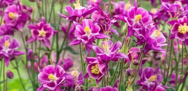 violette Blüten als Blickfang im Garten 