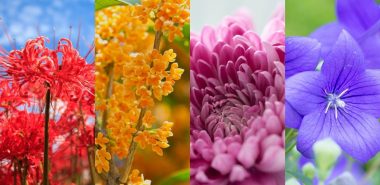 reiche Auswahl an schönen Herbstblumen 