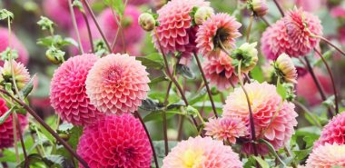 schöne rosafarbene Blüten im Garten 