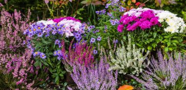 schöne farbenfrohe herbstblumen im Garten 