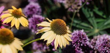 lila Chrysanthemen neben hellgelben Zinnien 