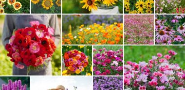 viele Herbstblumen, die prächtige Blüten haben 