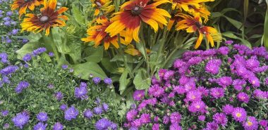 schön blühende Herbstblumen im Garten 