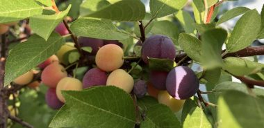 Pflaumen am Baum - gelb bis dunkelblau 