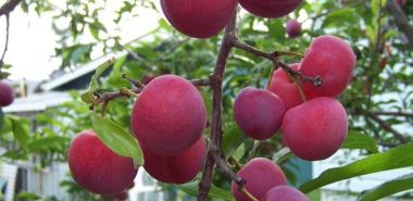rote bis rotviolette Steinfrüchte am Baum 