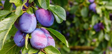 Zwetschgen haben eine dunkelblaue Farbe