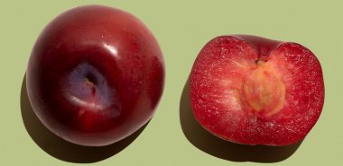 reife Pflaumen sind auch rot 