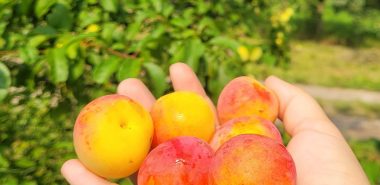 gesundes Steinobst im Herbst frisch konsumieren 